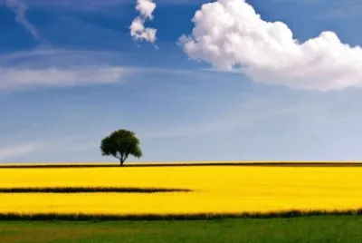 summer-185 jigsaw puzzle
