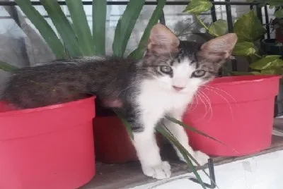 פאזל של MASCOTAS
