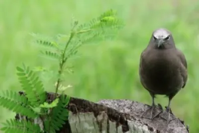 Sterna stolida bruna