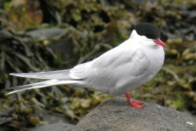 Sterna codalunga