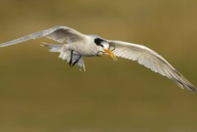 Sterna elegante