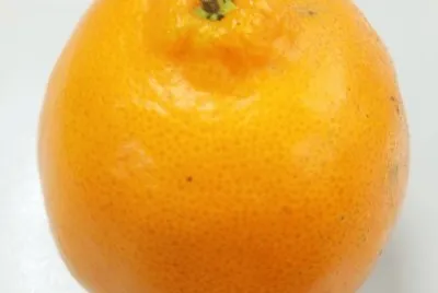 fruit