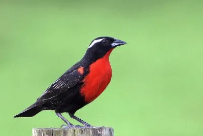 Sturnella