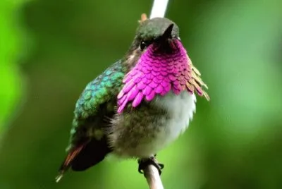 Succhia fiori