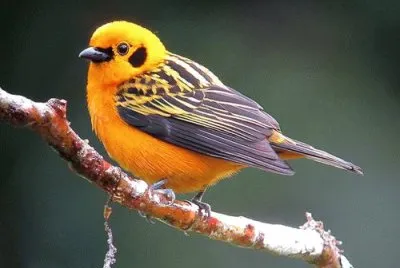 Tangara dorata