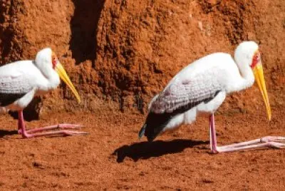 Tantalo africano