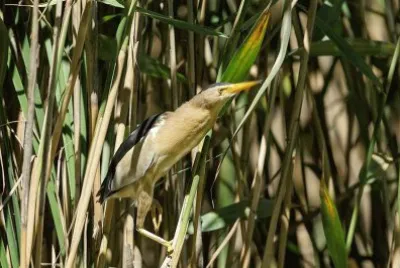 Tarabusino
