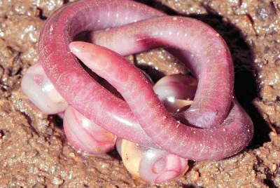 Chikilidae