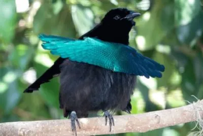 Paradisea superba