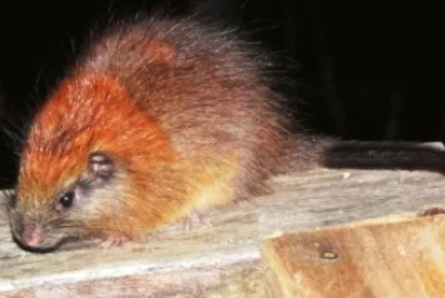 Ratto arboricolo jigsaw puzzle