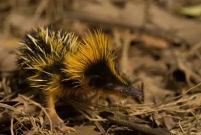 Tenrec striato