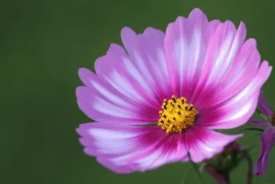 æ³¢æ–¯èŠ