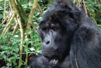 Gorilla di montagna