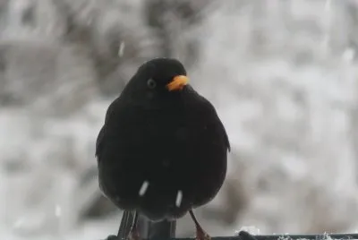 Turdus merula