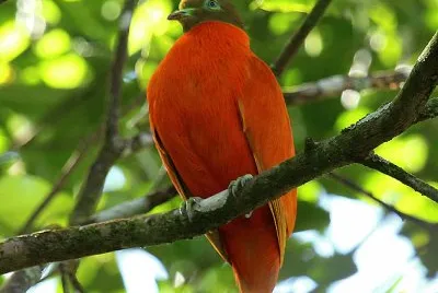 Tortora arancione