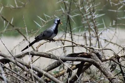 Tortora maschera di ferro