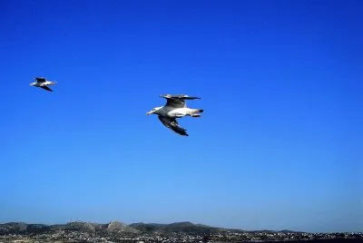 Gaviotas volando sobre el Mar Egeo.