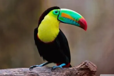 Tucano
