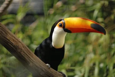 Tucano toco