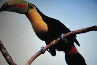 Tucano becco macchiato