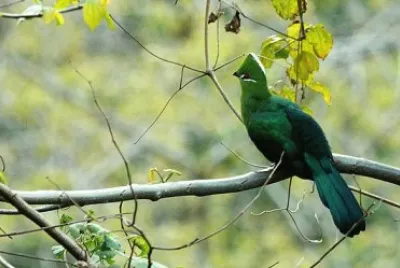Turaco becco nero