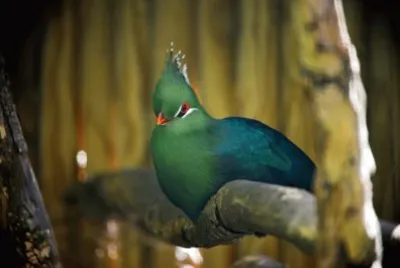 Turaco verde