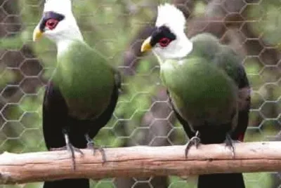 Turaco crestabianca