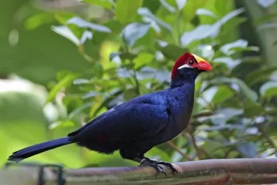 Turaco walpapers