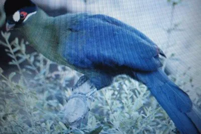 Turaco di Hartlaub