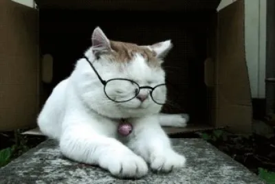 me as a cat