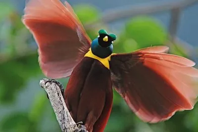 Uccello del paradiso della Nuova Guinea