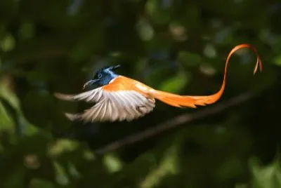 Uccello del paradiso dalla codalunga