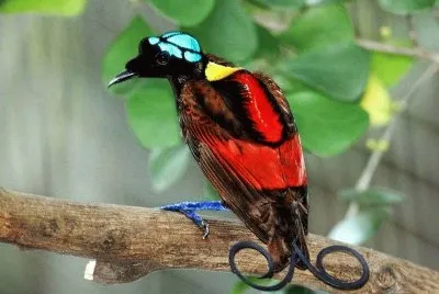 Uccello del paradiso dalle antenne arricciate
