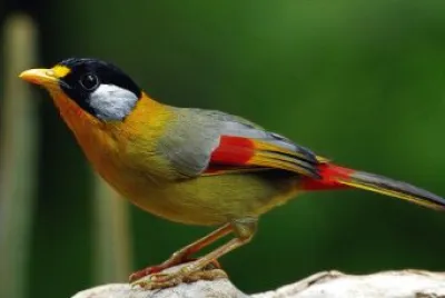 Uccello dorato