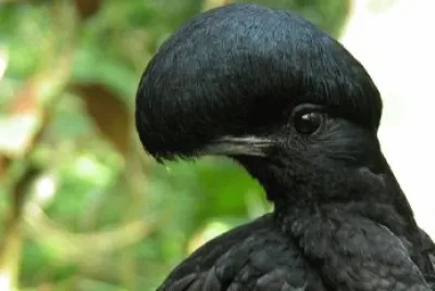 Uccello parasole