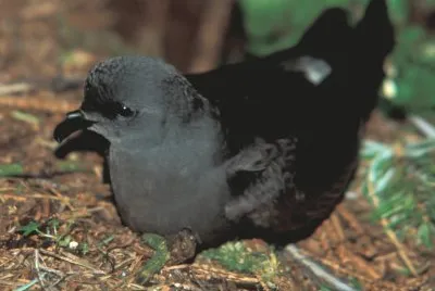 Uccello delle tempeste codaforcuta