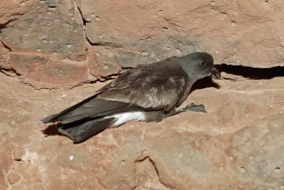 Uccello delle tempeste di castro