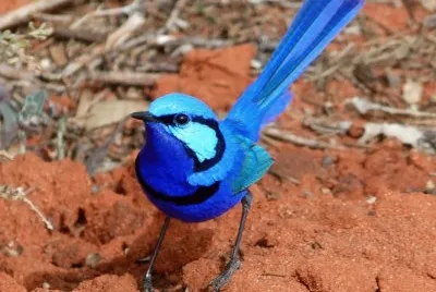 Uccello del fairy wren
