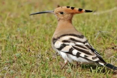 Upupa