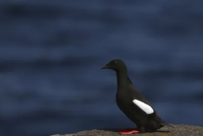 Uria nera