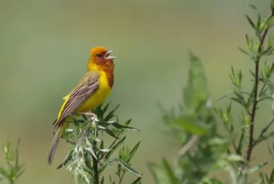 Zigolo testaranciata