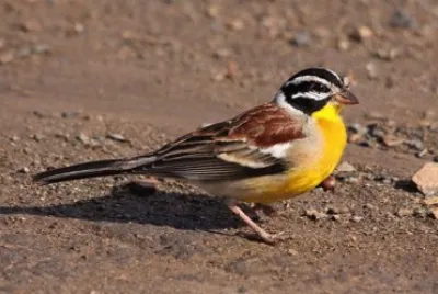 Zigolo pettodorato