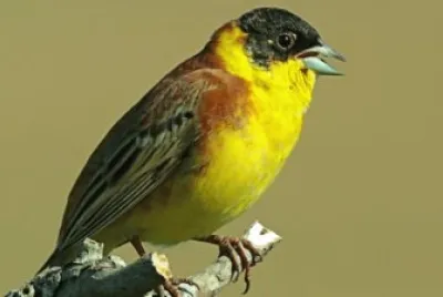 Zigolo capinero