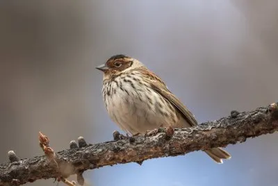 Zigolo minore