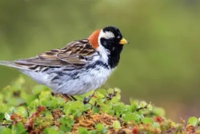 Zigolo di lapponia