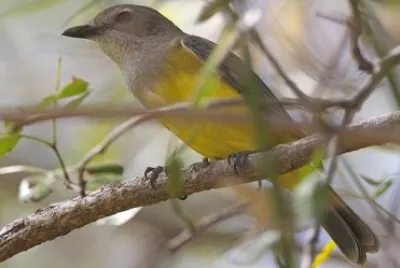 Zufolatore codanera