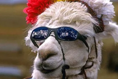 llama chic