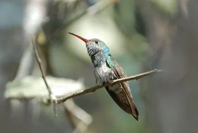 Amazilia dell 'Honduras