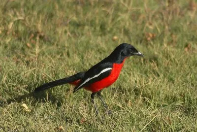 Averla di macchia pettirossa