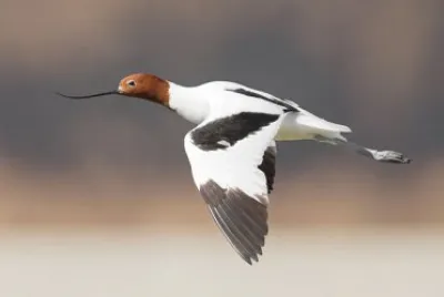 Avocetta collorosso